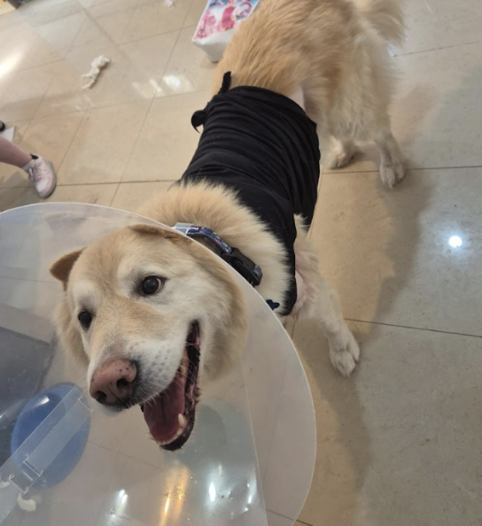 חני גולדברג