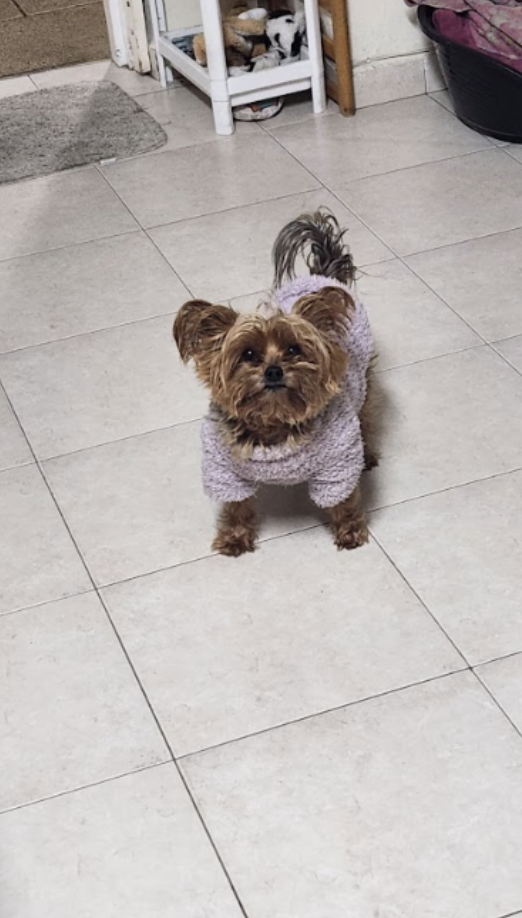 טובה יהושוע