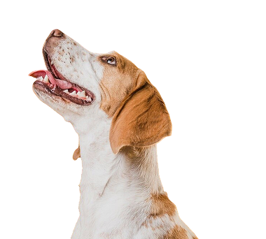 מעל 25 שנה שאנחנו כאן בשבילכם