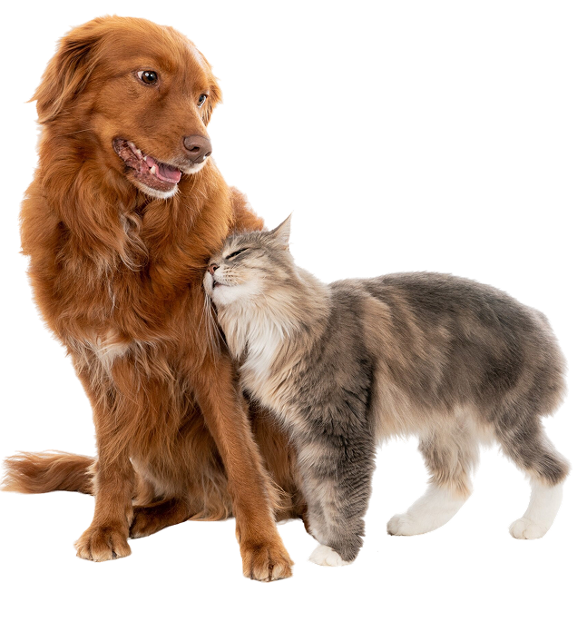 וטרינר תורן. כאן בשבילכם, תמיד.